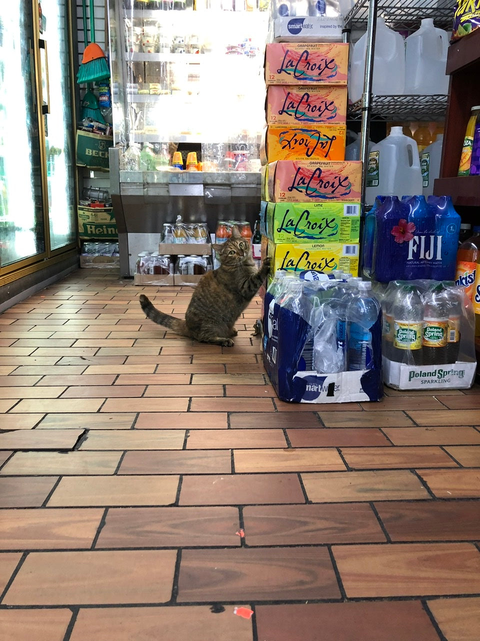 Bodega Cat