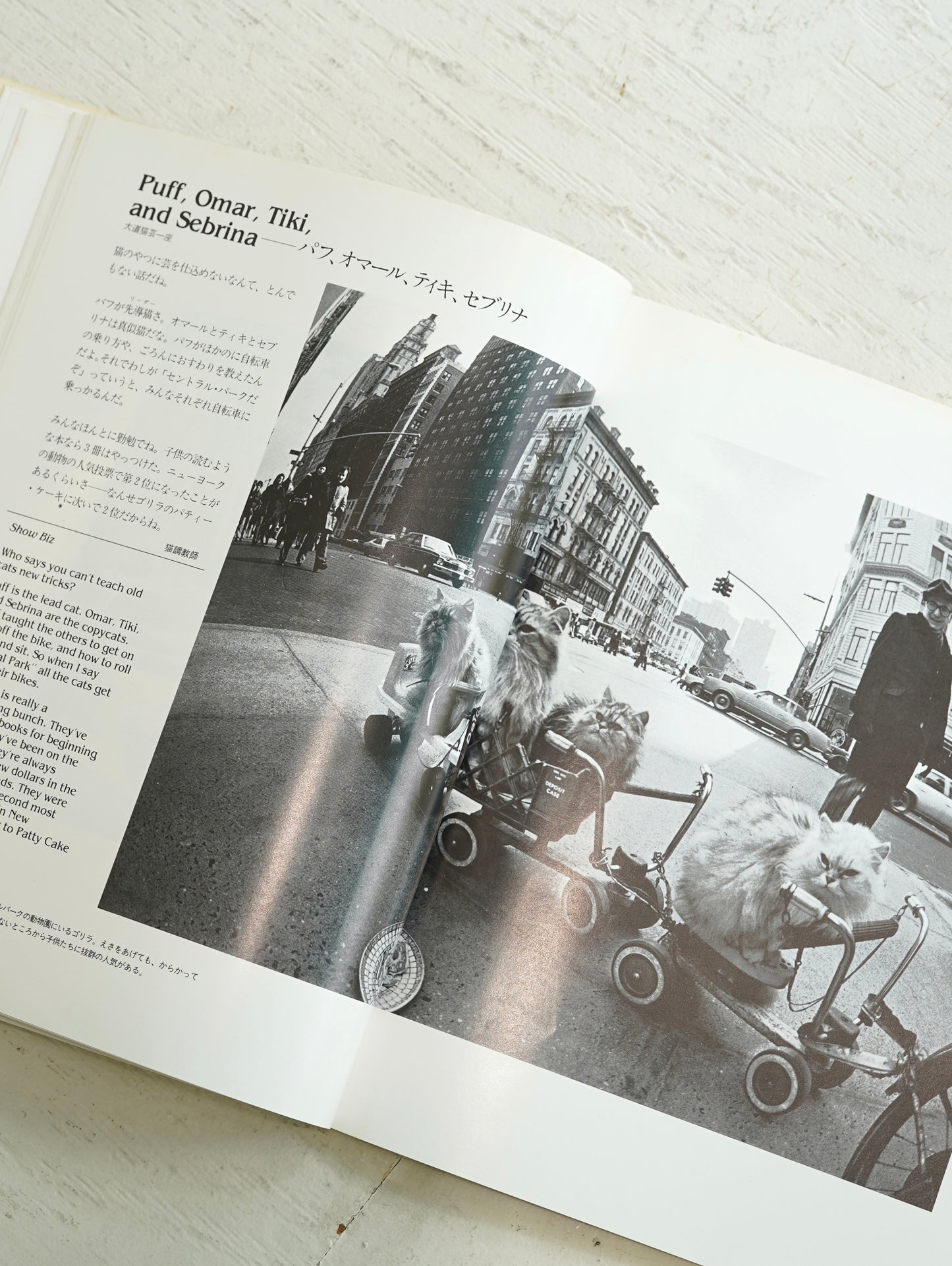 Slon Books - ニューヨークの猫たち